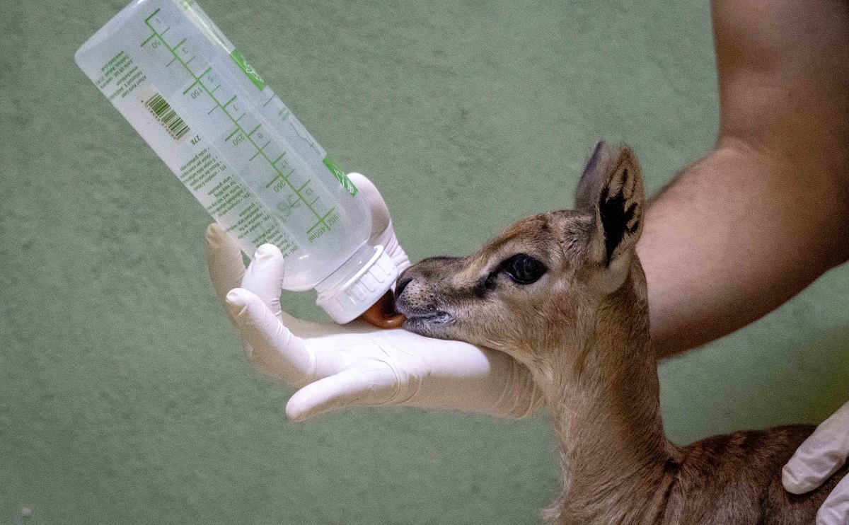 Cría de Gacela de Thomson